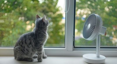 Cani e gatti soffrono il caldo? Ecco come aiutarli