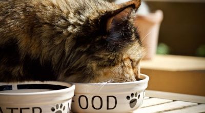 Cibo umido biologico per gatti: ecco perché preferirlo ai prodotti da supermercato