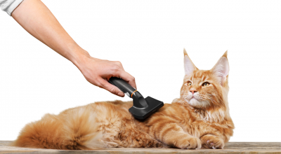 Come curare il pelo del gatto
