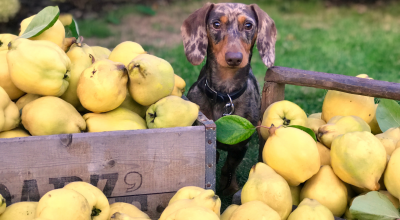 I cani possono mangiare la frutta?