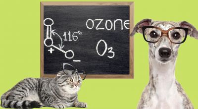 Trattamenti all’Ozono per Cani e Gatti
