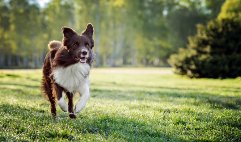 Allunga la vita del tuo cane con 5 buone abitudini