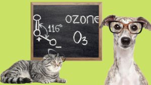 <b>Trattamenti all'Ozono per Cani e Gatti</b>