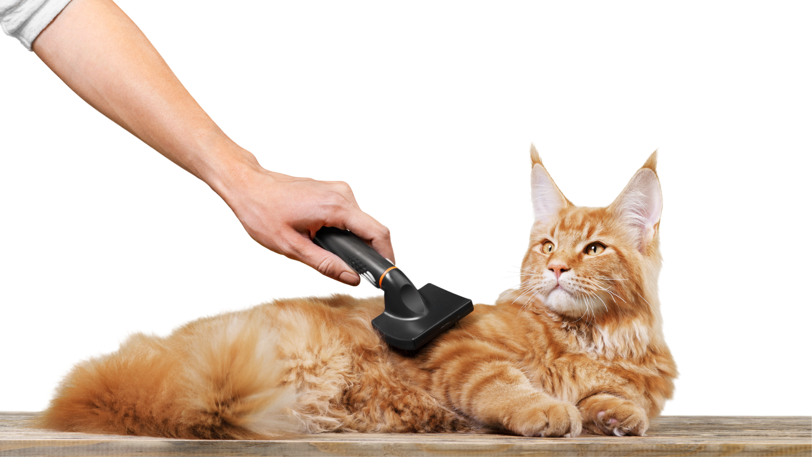 Come curare il pelo del gatto sia lungo che corto, tagliargli le