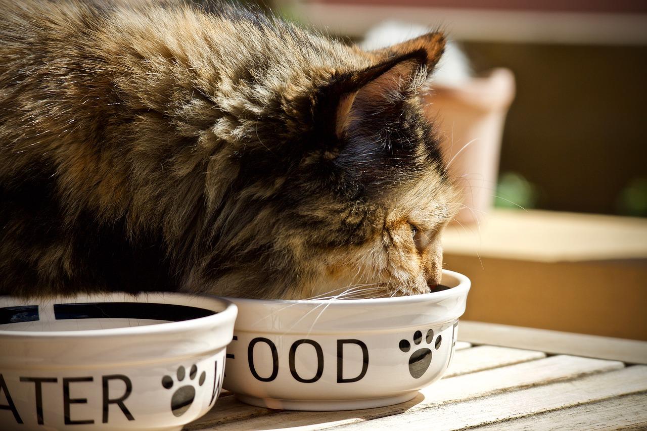 cibo umido biologico per gatti