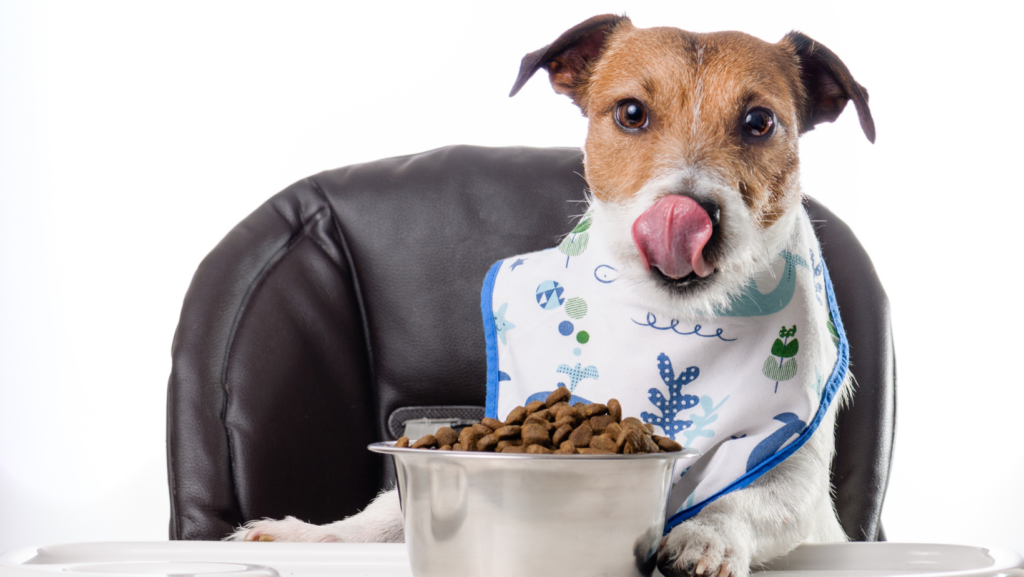 dieta casalinga cani