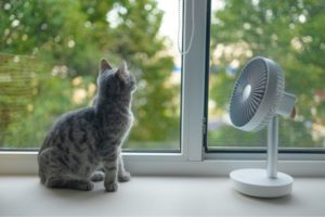 <b>Cani e gatti soffrono il caldo? Ecco come aiutarli</b>