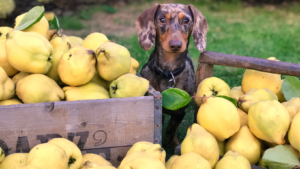 <b>I cani possono mangiare la frutta?</b>